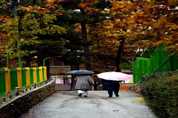 پاییز در دانشگاه علوم بهزیستی و توانبخشی